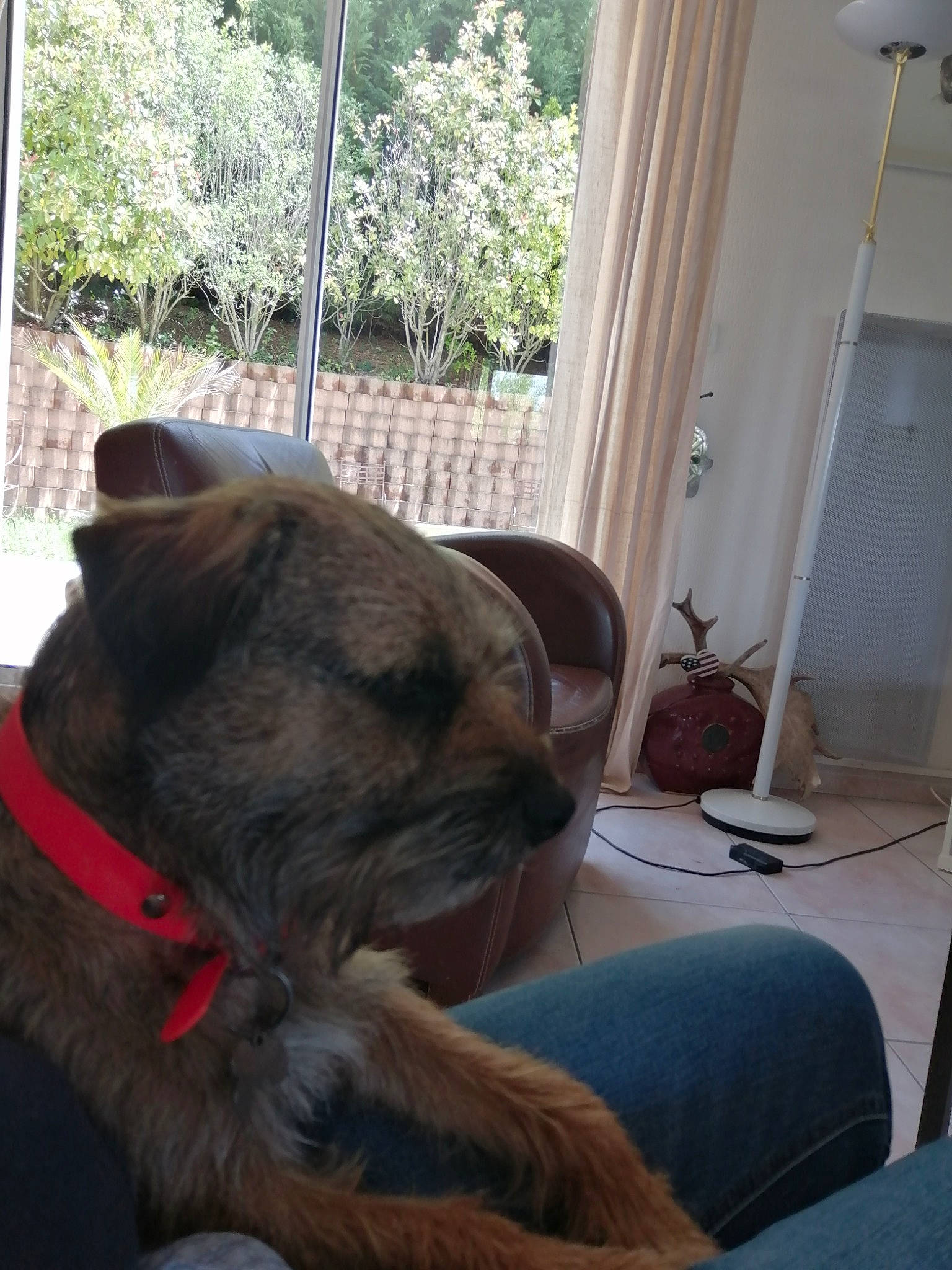 Orion a rejoint le concours — aidez-le/la à gagner de superbes lots ! canidae, carnivore, chair, collar, comfort, companion_dog, dog, dog_breed, dog_collar, ear, fawn, hardwood, pet_supply, plant, snout, whiskers, window, wood, working_animal, wrinkle