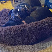 Wyatt joined the competition — help win amazing prizes! dog, pet_bed, black_dog, carpet, indoor, resting, snuggling, collar, furniture, home, canine, animal, cozy, relaxing, domestic, companion, laying_down, two_dogs, brown_bed, floor