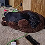 Wyatt is registered to the contest to win money with this photo: dog, pet, sleeping, dog_bed, carpet, indoor, cord, charging_cable, black_dog, resting, wood_paneling, cozy, furniture, floor, electronic_device, power_adapter, pink_toy, relaxing, animal, companion