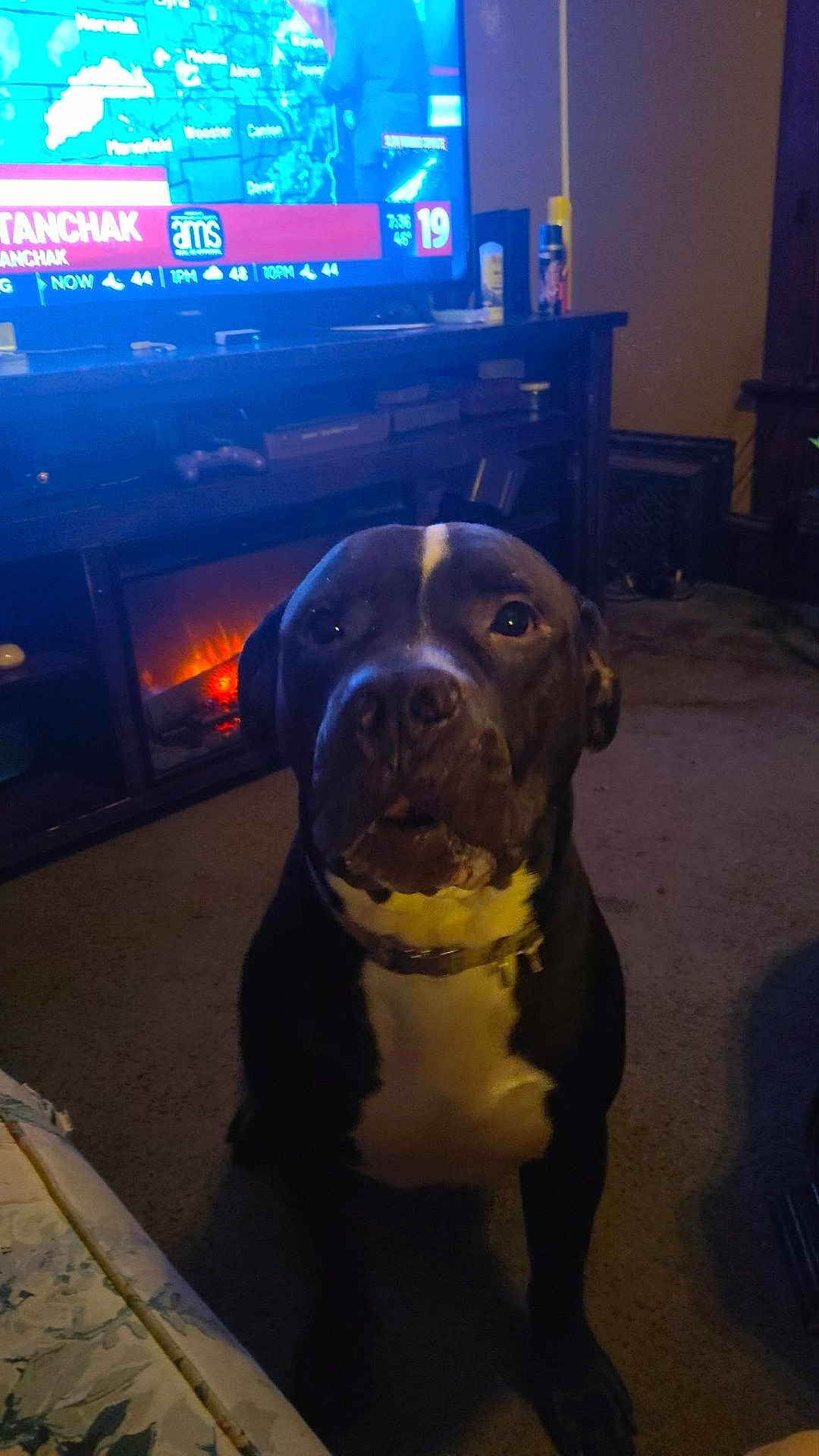 Wyatt joined the competition — help win amazing prizes! dog, black_and_white, pet, indoor, living_room, carpet, fireplace, television, furniture, home, warm_lighting, curious, sitting, collar, electronics, remote_control, shelf, cozy, weather, screen