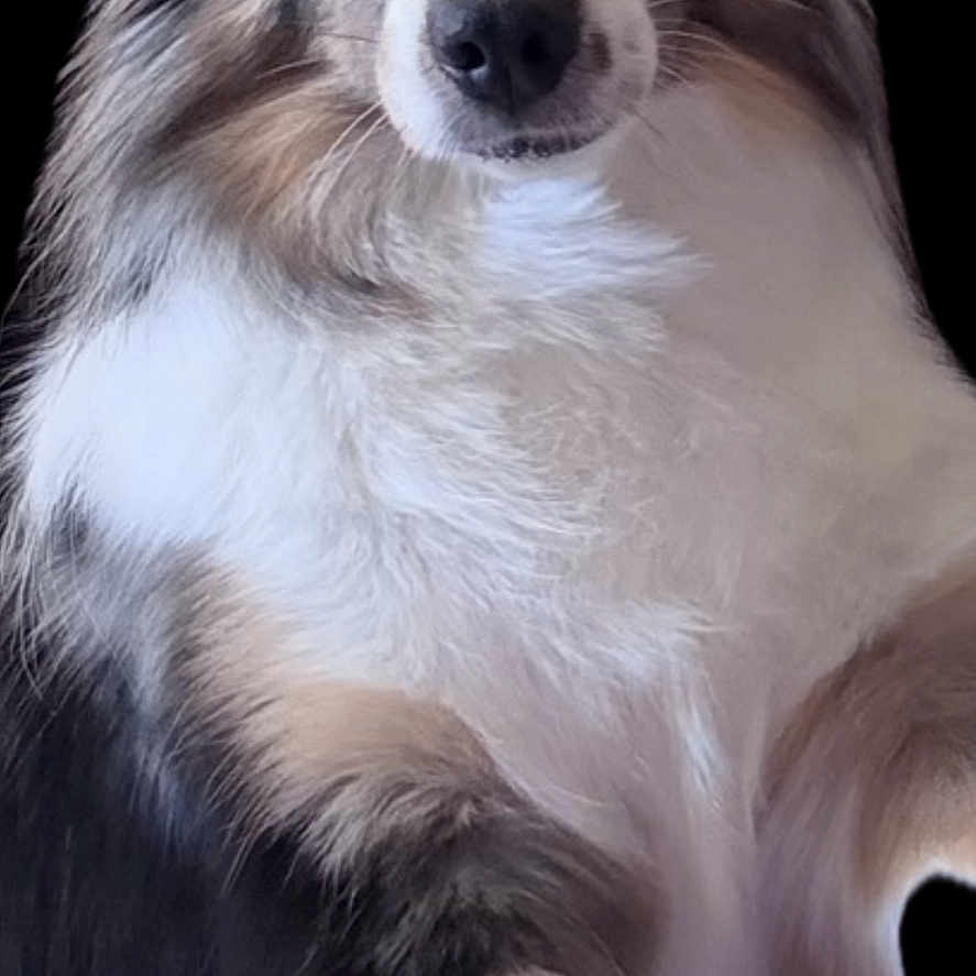 Miss Blue joined the competition — help win amazing prizes! animal, australian_shepherd, black_background, canine, closeup, cute, dog, domestic_animal, ears, eyes, face, fluffy, friendly, fur, heterochromia, mammal, nose, pet, portrait, whiskers