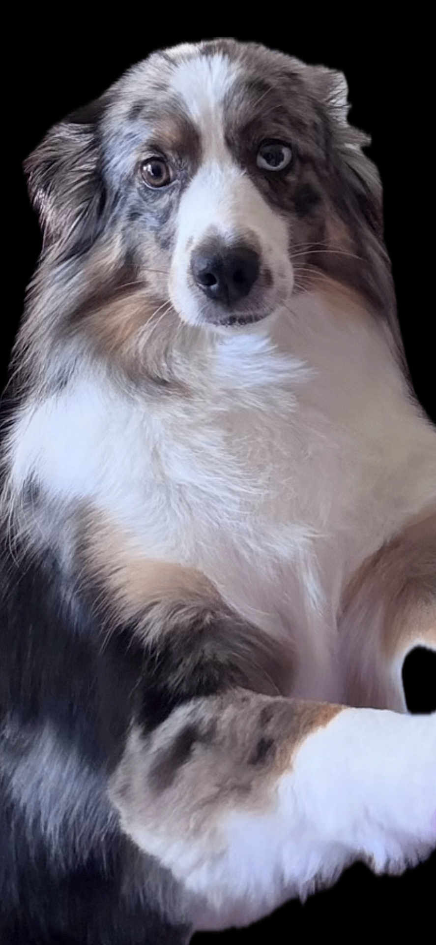 Miss Blue joined the competition — help win amazing prizes! dog, australian_shepherd, heterochromia, fur, portrait, pet, animal, black_background, fluffy, closeup, cute, mammal, ears, face, eyes, nose, whiskers, domestic_animal, canine, friendly