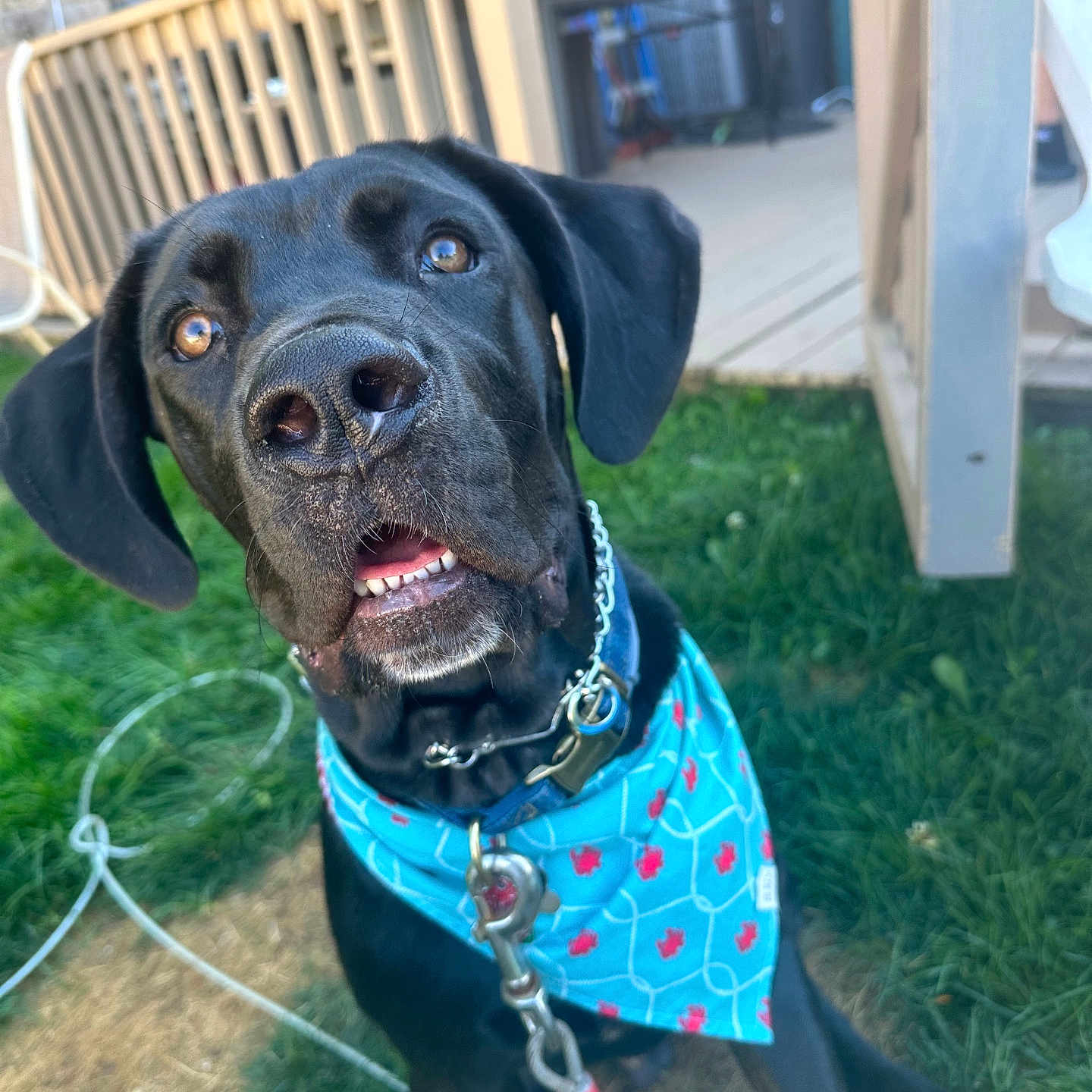 Tank is registered to the contest to win money with this photo: accessories, animal, architecture, backyard, building, canine, clothing, dog, footwear, grass, hound, nature, outdoors, pet, plant, pointer, puppy, shelter, shoe, yard