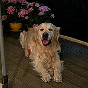 Snoop a rejoint le concours — aidez-le/la à gagner de superbes lots ! golden_retriever, dog, flower_pot, hydrangea, pink_flower, wooden_deck, pet, canine, outdoor, night, plant, leaf, fur, animal, relaxed, happy, tongue_out, yellow_pot, garden, smiling