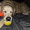 dog, golden_retriever, sleeping, tennis_ball, pet, indoor, bed, resting, cozy, animal, canine, fur, napping, domestic_animal, cute, close_up, relaxation, companion, sleep, mouth