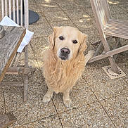 Snoop participe au concours pour gagner de l'argent avec cette photo : golden_retriever, dog, pet, animal, outdoor, patio, stone_floor, wooden_chair, water_bowl, waiting, cute, fur, looking_up, sunlight, shadow, calm, domestic_animal, companion, friendly, sitting