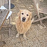 golden_retriever, dog, pet, animal, outdoor, patio, stone_floor, wooden_chair, water_bowl, waiting, cute, fur, looking_up, sunlight, shadow, calm, domestic_animal, companion, friendly, sitting
