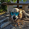 dog, golden_retriever, sunglasses, blue_sunglasses, heart_shaped, stick, gravel, outdoor, sunlight, bench, tree, leaves, shadow, pet, animal, lying_down, playful, summer, nature, relaxing