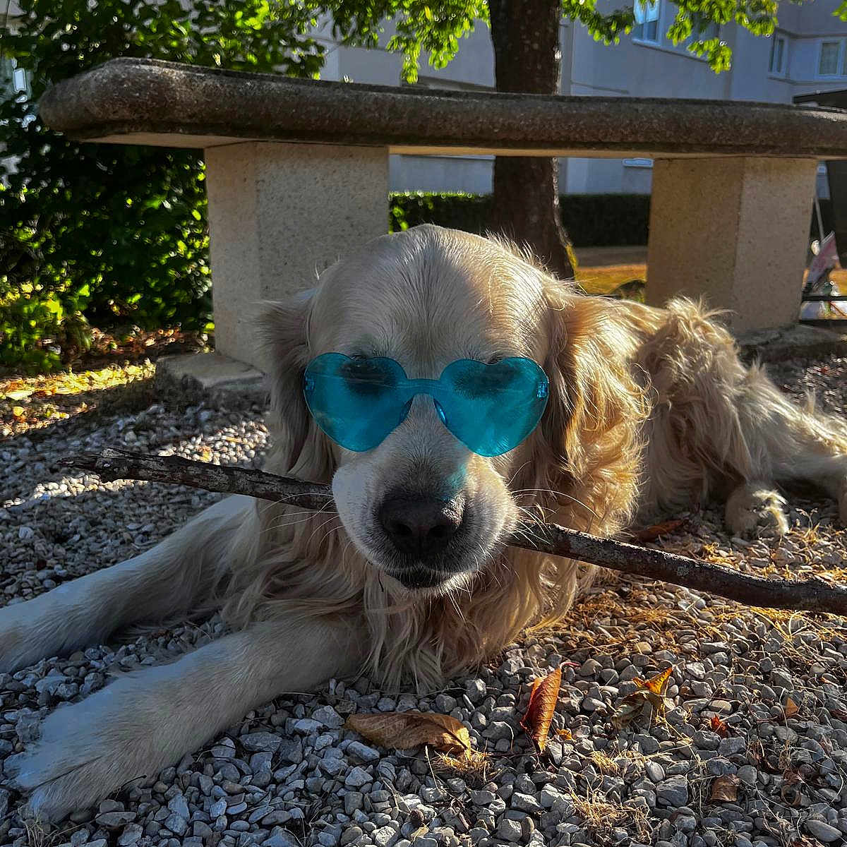 Snoop