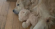 Snoop participe au concours pour gagner de l'argent avec cette photo : dog, golden_retriever, sleeping, toy, teddy_bear, stuffed_animal, wooden_floor, flooring, resting, pet, canine, fur, indoor, cozy, cute, animal, domestic_animal, relaxation, companion, home