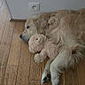 dog, golden_retriever, sleeping, toy, teddy_bear, stuffed_animal, wooden_floor, flooring, resting, pet, canine, fur, indoor, cozy, cute, animal, domestic_animal, relaxation, companion, home