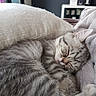 blanket, cat, closeup, cozy, cute, domestic_animal, feline, fur, gray_tabby, home, indoor, kitten, nap, peaceful, pet, pillow, relaxation, resting, sleeping, soft
