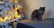 Naya a rejoint le concours — aidez-le/la à gagner de superbes lots ! cat, christmas_tree, holiday_decor, indoor, furniture, cushion, ornaments, lights, snow_flocked, gray_cat, tabby_cat, ottoman, wall, switches, decorations, festive, warm_lighting, floor, calm, pet