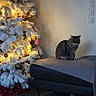 calm, cat, christmas_tree, cushion, decorations, festive, floor, furniture, gray_cat, holiday_decor, indoor, lights, ornaments, ottoman, pet, snow_flocked, switches, tabby_cat, wall, warm_lighting