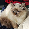 Oney a rejoint le concours — aidez-le/la à gagner de superbes lots ! cat, fluffy, blue_eyes, pet, indoor, bed, blanket, pillow, relaxed, sunlight, fur, animal, cute, domestic, resting, cozy, feline, mammal, whiskers, ears