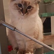 Oney participe au concours pour gagner de l'argent avec cette photo : cat, fluffy, blue_eyes, indoor, railing, glass, metal, curious, pet, animal, feline, whiskers, ears, paws, sitting, home, modern, cute, domestic, portrait