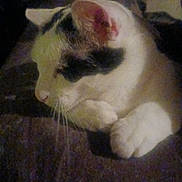 Zues is registered to the contest to win money with this photo: cat, animal, pet, resting, indoor, feline, fur, whiskers, closeup, sleeping, cozy, dark, quiet, relaxed, paw, domestic, mammal, side_view, shadow, calm