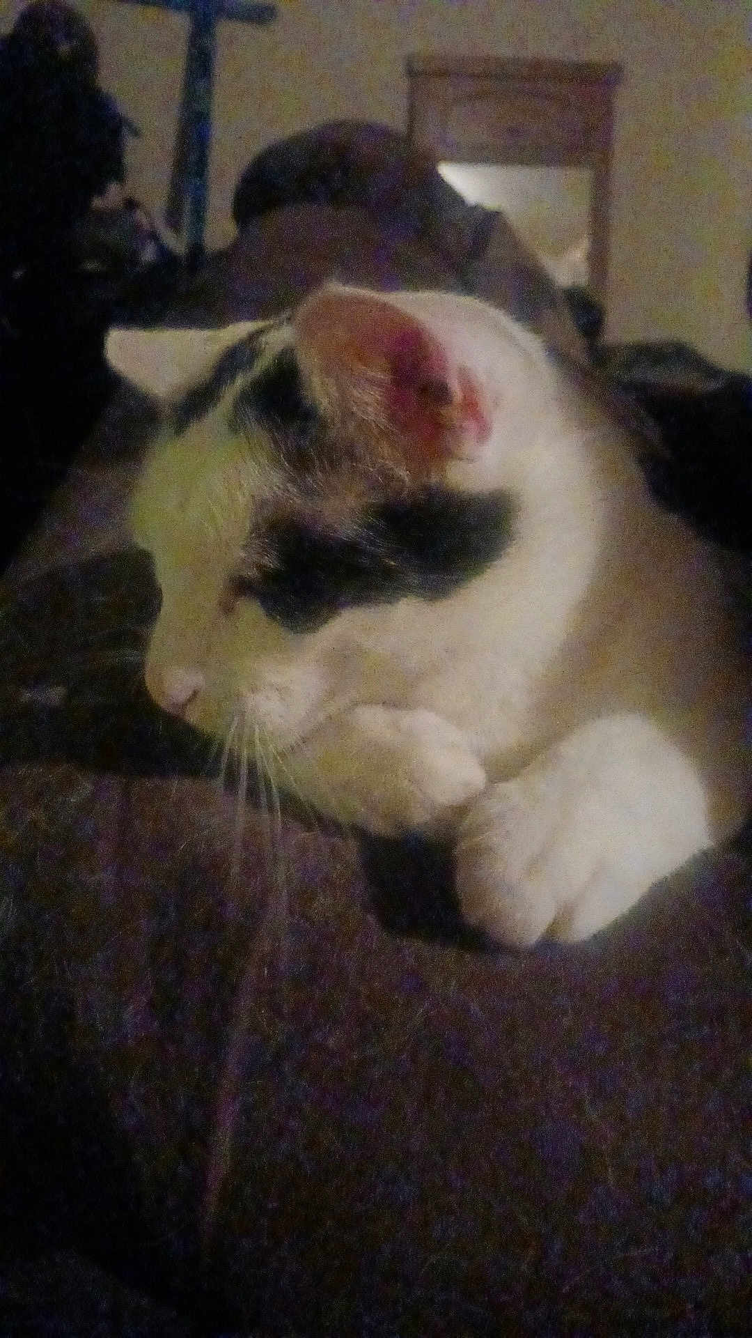 Zues