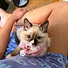 kitten, cat, fluffy, blue_eyes, pink_harness, lap, person, shorts, floral_pattern, wooden_floor, indoor, pet, animal, cute, feline, resting, hand, domestic, cozy, curious