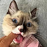 Selene is registered to the contest to win money with this photo: cat, blue_eyes, playful, bite, finger, pink_cloth, gray_background, whiskers, fur, closeup, pet, animal, indoor, cute, expression, wide_eyes, mischievous, hand, domestic_cat, funny