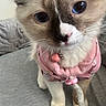 cat, close_up, blue_eyes, pink_sweater, collar, bell, pet, fur, whiskers, cute, indoor, gray_surface, animal, mammal, domestic, young_cat, soft_fur, face, portrait, feline