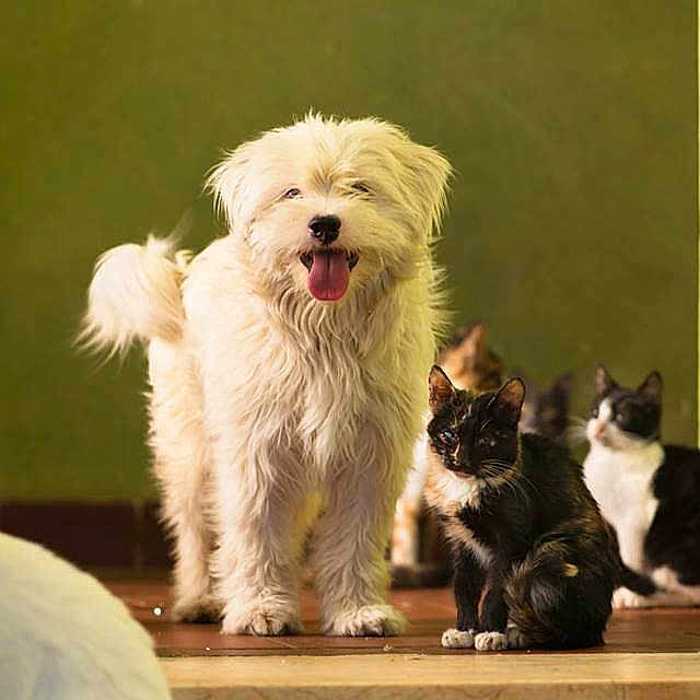 Fluffy joined the competition — help win amazing prizes!