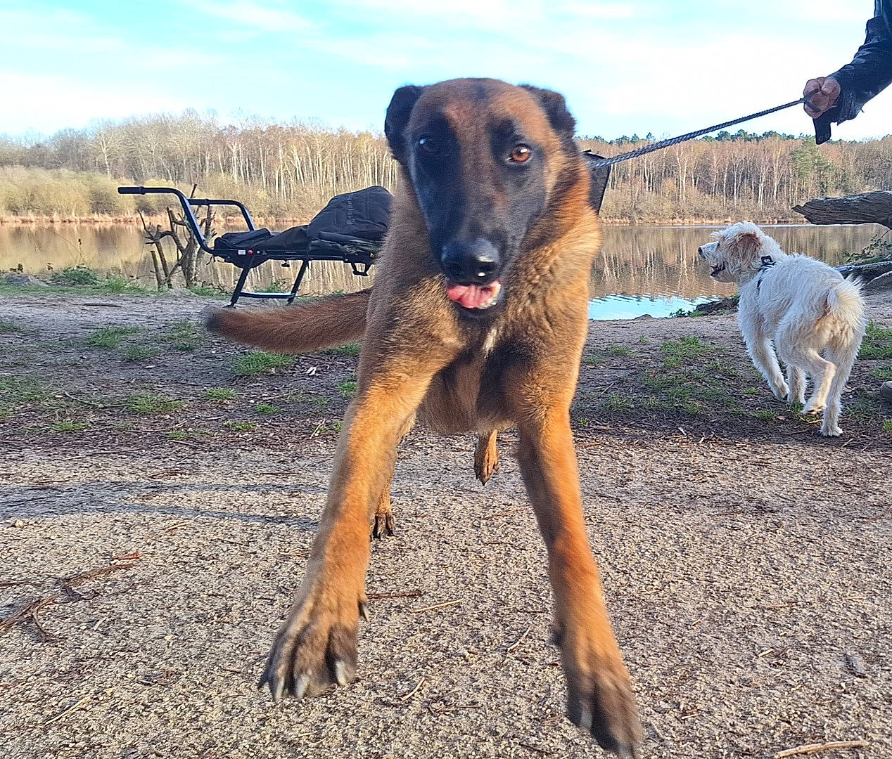 Sansa a rejoint le concours — aidez-le/la à gagner de superbes lots ! canidae, carnivore, cloud, collar, dog, dog_breed, dog_collar, fawn, landscape, ocean, pet_supply, plant, sighthound, sky, snout, soil, sporting_group, street_dog, working_animal, working_dog