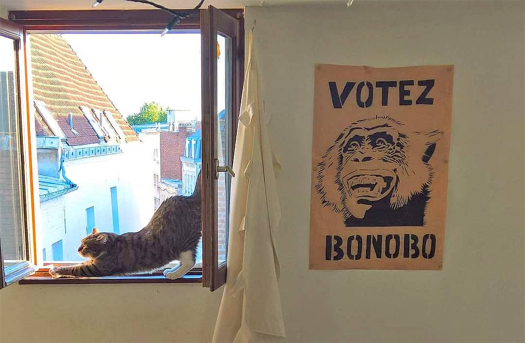 Didou a rejoint le concours — aidez-le/la à gagner de superbes lots ! advertising, art, building, carnivore, felidae, font, fur, graphics, house, plant, poster, room, signage, small_to_medium_sized_cats, visual_arts, whiskers, wildlife, window, window_covering, wood