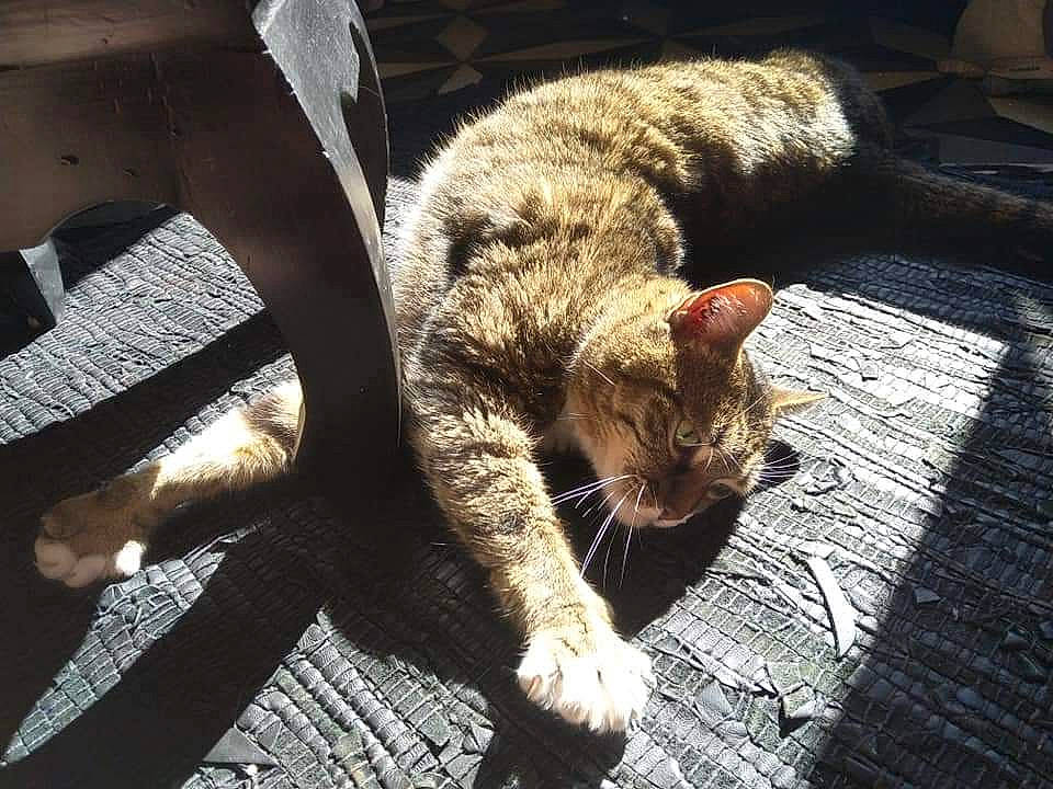 Didou participe au concours pour gagner de l'argent avec cette photo : asphalt, carnivore, cat, claw, comfort, domestic_short_haired_cat, felidae, fur, grass, paw, road, road_surface, sitting, small_to_medium_sized_cats, snout, tail, terrestrial_animal, tree, whiskers, wood