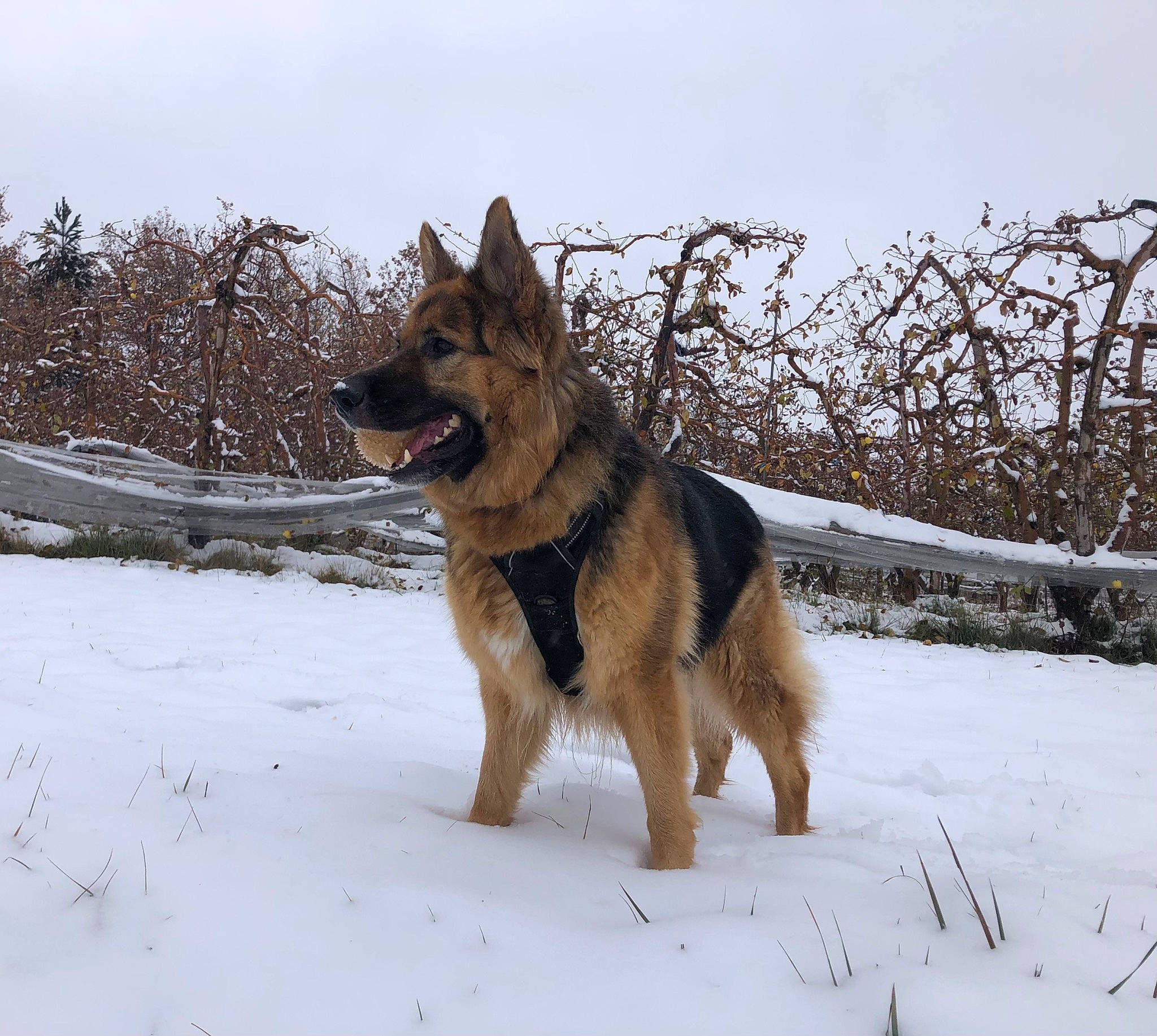 Taïka participe au concours pour gagner de l'argent avec cette photo : canidae, canis, carnivore, dog, dog_breed, east_european_shepherd, freezing, german_shepherd_dog, guard_dog, herding_dog, king_shepherd, old_german_shepherd_dog, sky, snow, sporting_group, twig, winter, wolf, working_animal, working_dog