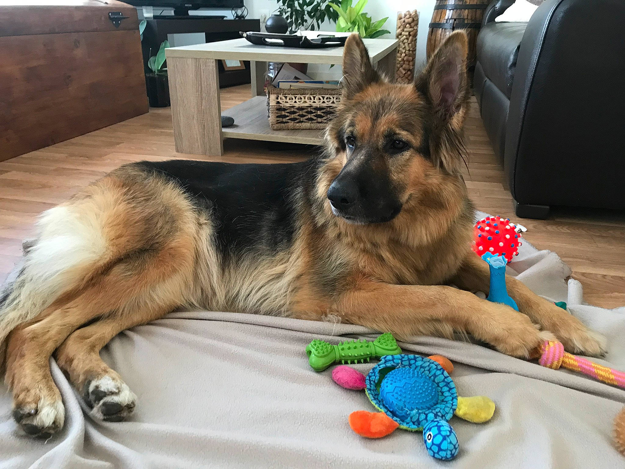 Taïka a rejoint le concours — aidez-le/la à gagner de superbes lots ! canidae, carnivore, companion_dog, dog, dog_breed, east_european_shepherd, fawn, flooring, fur, german_shepherd_dog, herding_dog, king_shepherd, old_german_shepherd_dog, plant, snout, sporting_group, stuffed_toy, table, toy, vertebrate