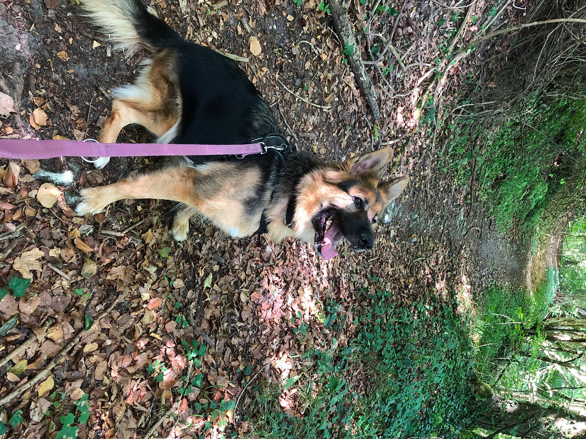 Taïka participe au concours pour gagner de l'argent avec cette photo : canidae, canis, carnivore, dog, dog_breed, dog_hiking, east_european_shepherd, fawn, forest, german_shepherd_dog, grass, king_shepherd, old_german_shepherd_dog, plant, soil, sporting_group, tail, terrestrial_animal, tree, trunk