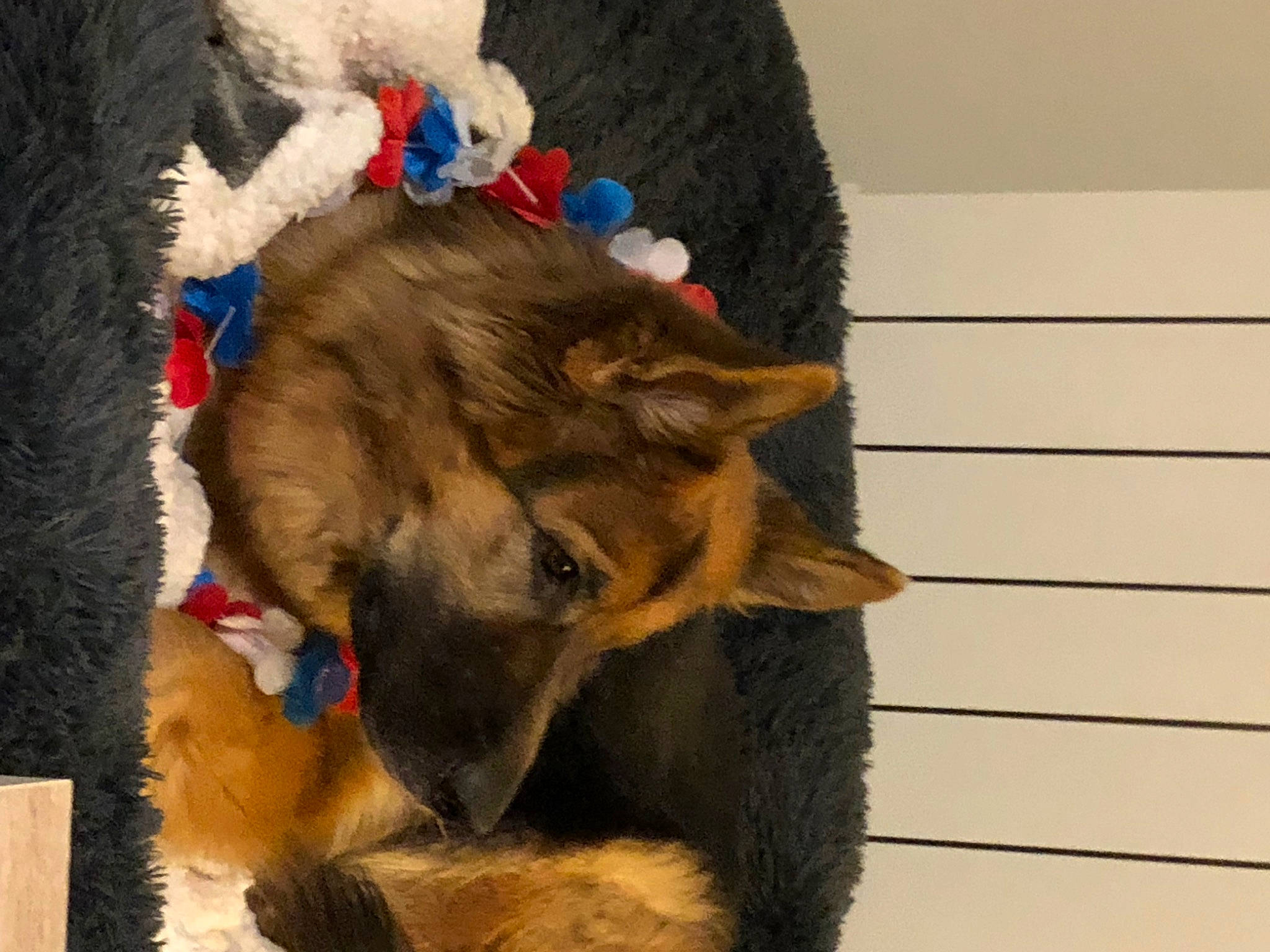 Taïka participe au concours pour gagner de l'argent avec cette photo : canidae, carnivore, companion_dog, dog, dog_breed, east_european_shepherd, estrela_mountain_dog, fur, german_shepherd_dog, giant_dog_breed, guard_dog, herding_dog, king_shepherd, natural_material, old_german_shepherd_dog, sporting_group, terrestrial_animal, working_animal, working_dog