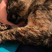 Hopi Peppa is registered to the contest to win money with this photo: cat, tortoiseshell, sleeping, hand, human, fur, pet, animal, cozy, comfort, closeup, resting, indoor, clothing, blue, turquoise, paw, feline, relaxation, nap