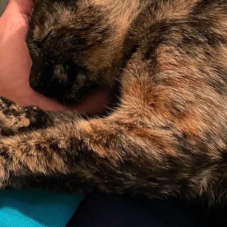 Hopi Peppa is registered to the contest to win money with this photo: animal, blue, cat, closeup, clothing, comfort, cozy, feline, fur, hand, human, indoor, nap, paw, pet, relaxation, resting, sleeping, tortoiseshell, turquoise
