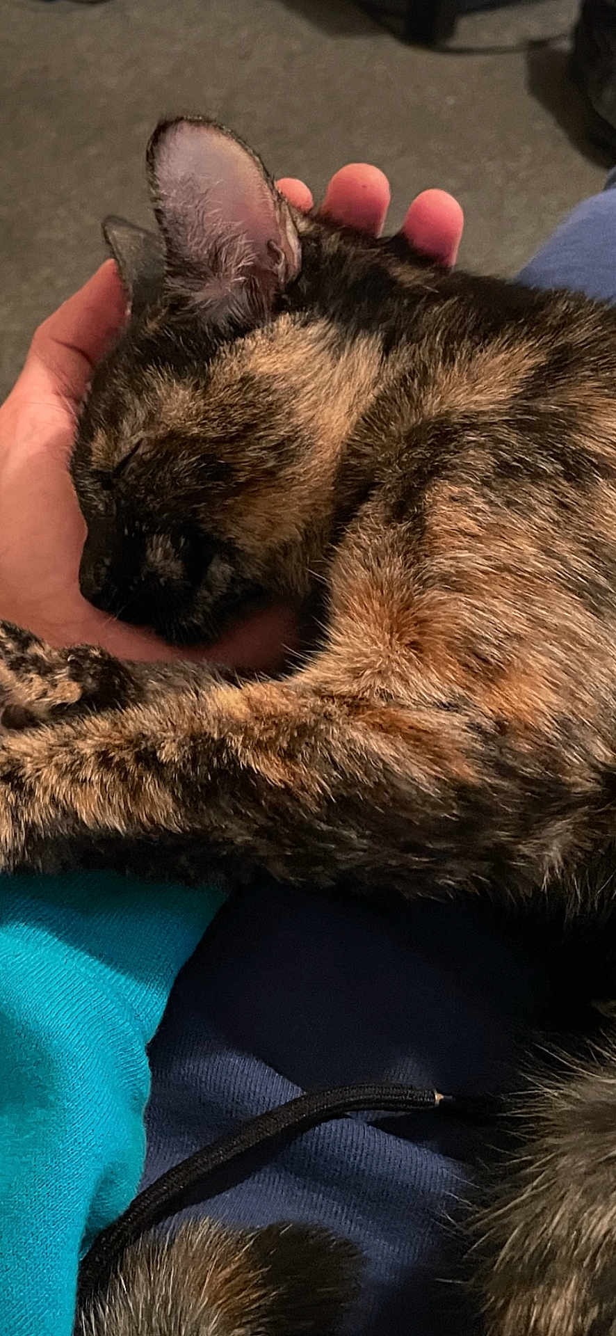 Hopi Peppa is registered to the contest to win money with this photo: cat, tortoiseshell, sleeping, hand, human, fur, pet, animal, cozy, comfort, closeup, resting, indoor, clothing, blue, turquoise, paw, feline, relaxation, nap