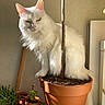 animal, cat, domestic_cat, feline, fluffy, green_plant, indoor, indoor_plant, pet, plant_pot, potted_plant, serious_expression, shadow, soil, succulent, sunlight, terracotta_pot, tree_trunk, wall, white_cat