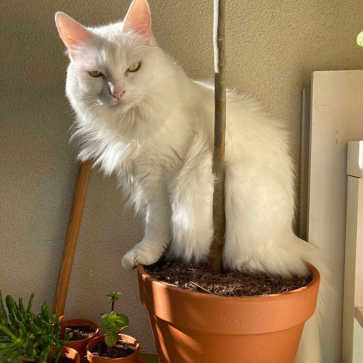 Mikki