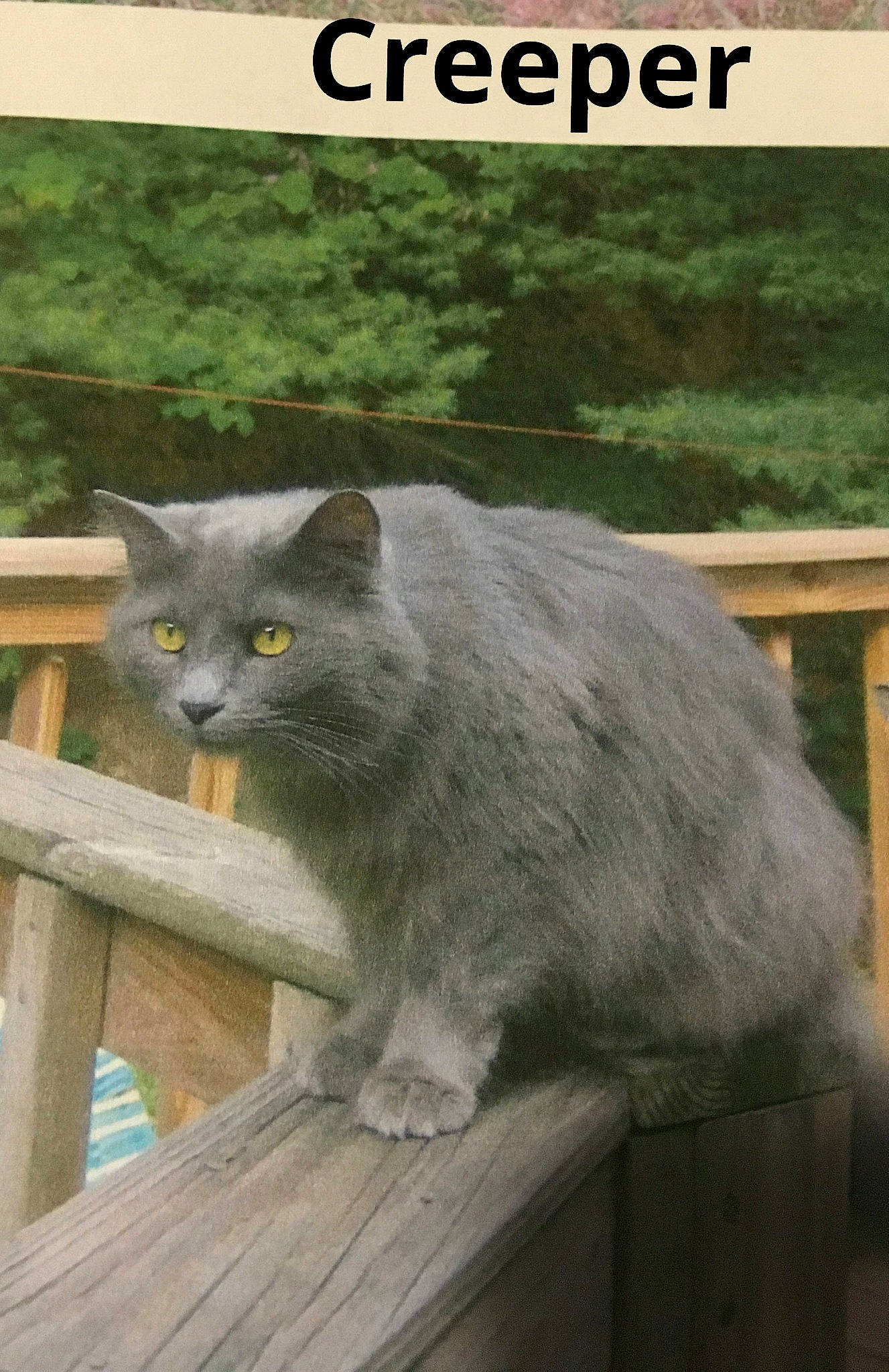 Creeper