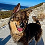 animal, beach, bodypart, canine, coast, dog, germanshepherd, husky, mouth, nature, outdoors, person, pet, puppy, rock, sea, shoreline, soil, tongue, water