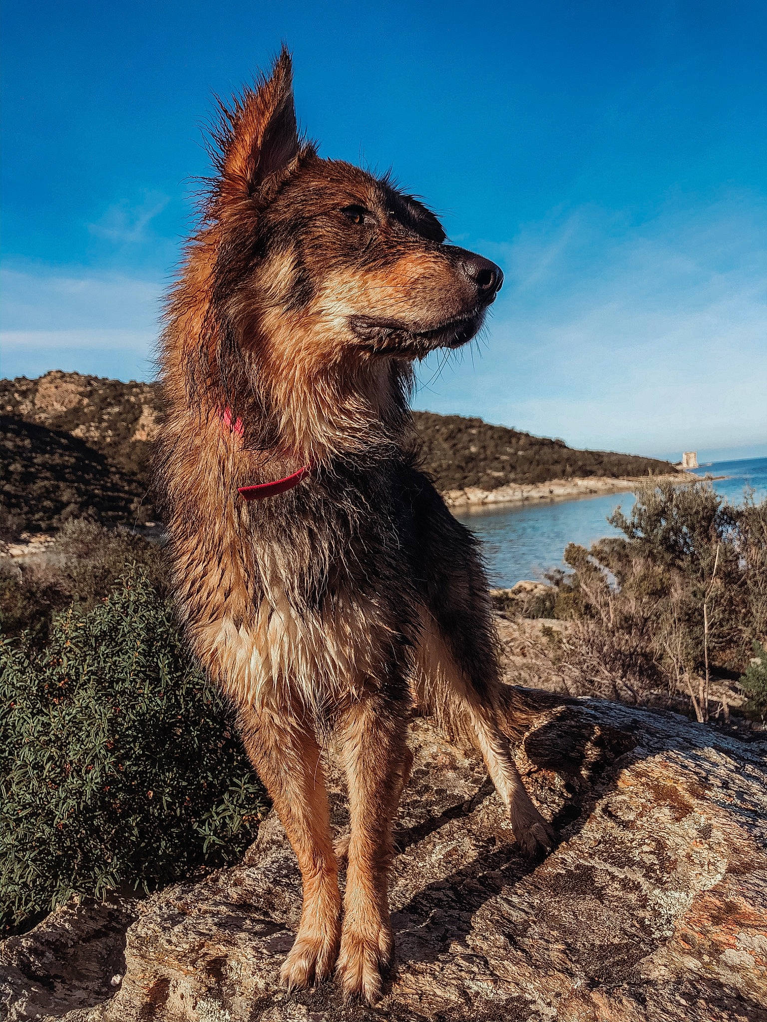 Malia participe au concours pour gagner de l'argent avec cette photo : canidae, carnivore, dog, dog_breed, german_shepherd_dog, mammal, rare_breed_dog, sky, vertebrate, working_dog