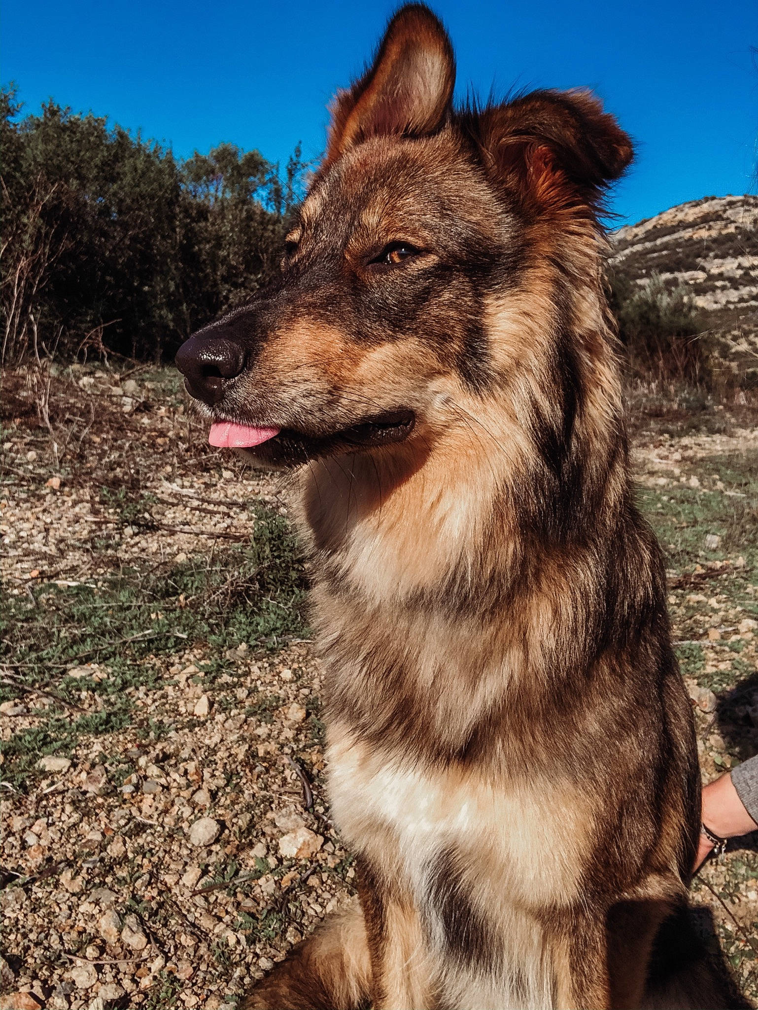 Malia a rejoint le concours — aidez-le/la à gagner de superbes lots ! canidae, canis, carnivore, coyote, czechoslovakian_wolfdog, dog, dog_breed, koolie, kunming_wolfdog, mammal, native_american_indian_dog, saarloos_wolfdog, vertebrate, wildlife, wolfdog