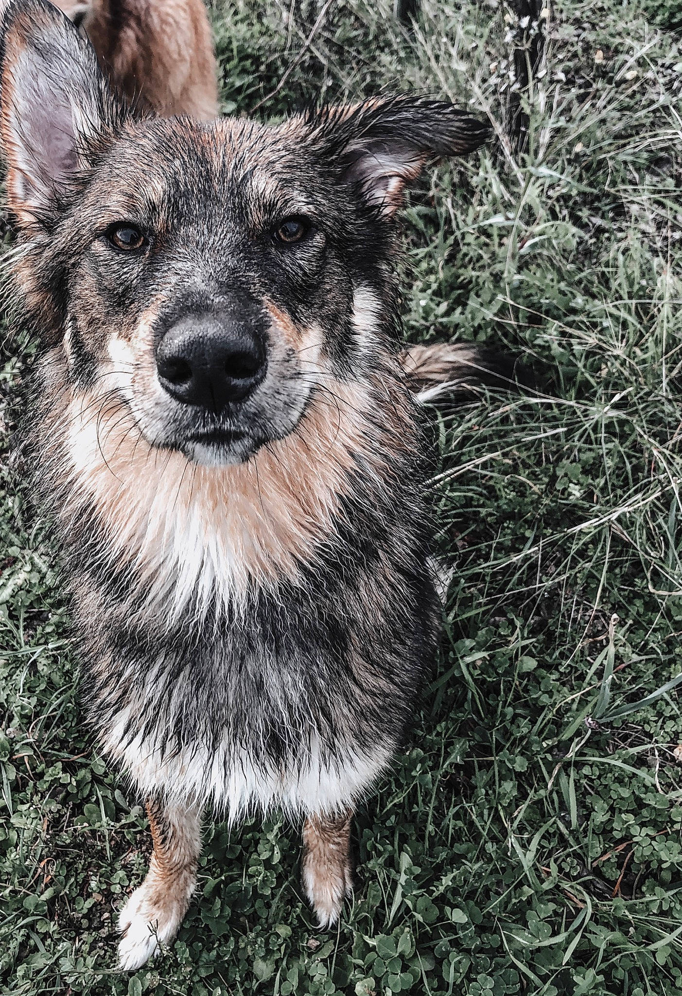 Malia a rejoint le concours — aidez-le/la à gagner de superbes lots ! canidae, carnivore, dog, dog_breed, herding_dog, koolie, mammal, rare_breed_dog, snout, swedish_vallhund, texas_heeler, vertebrate, working_dog