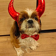 Téo participe au concours pour gagner de l'argent avec cette photo : accessories, affenpinscher, animal, bodypart, canine, cockerspaniel, dog, finger, formalwear, hand, hardwood, hound, papillon, pet, plywood, puppy, strap, terrier, tie, wood