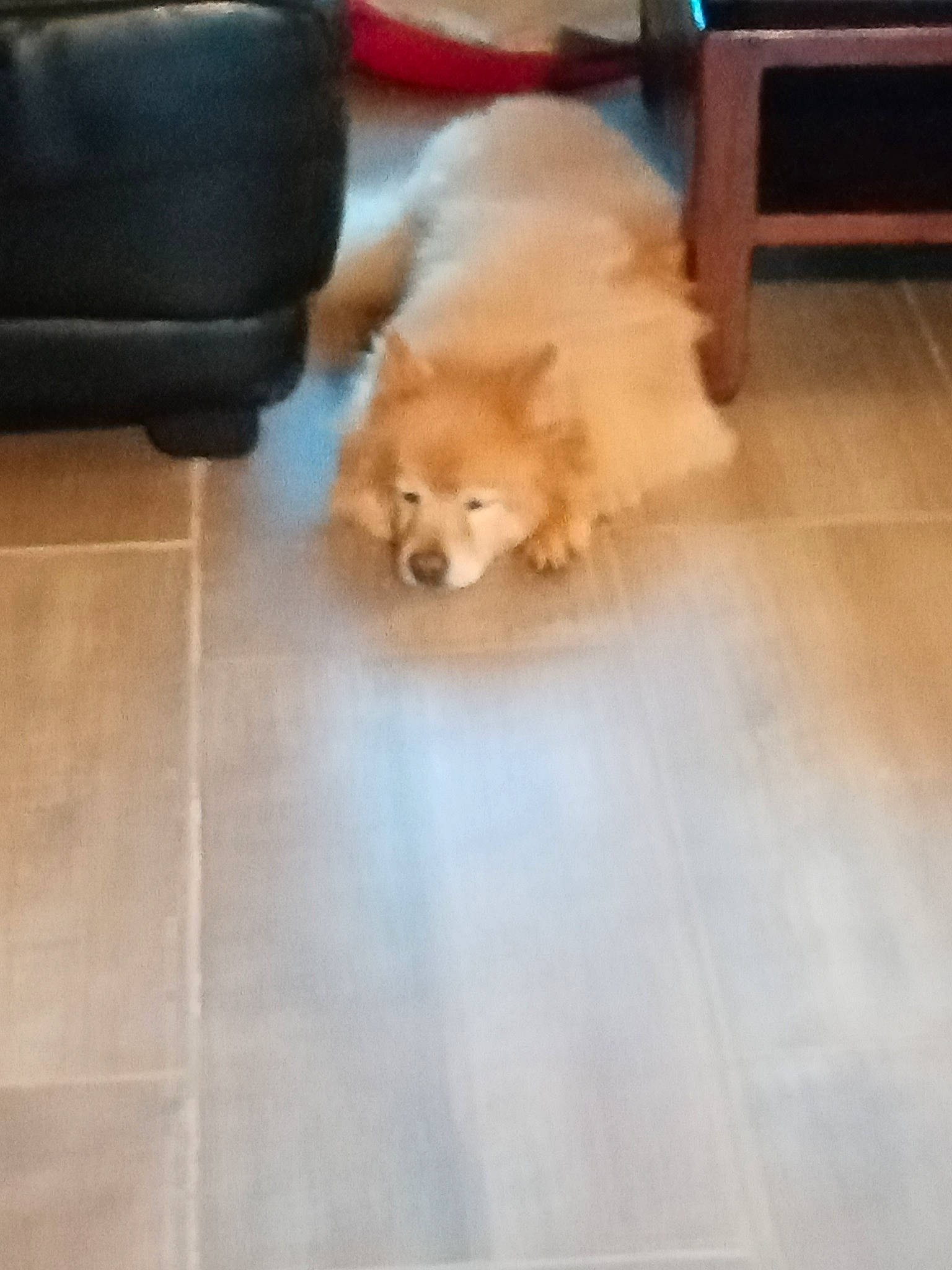 Chausson a rejoint le concours — aidez-le/la à gagner de superbes lots ! carnivore, companion_dog, dog, dog_breed, fawn, floor, flooring, german_spitz, german_spitz_klein, german_spitz_mittel, hardwood, laminate_flooring, liver, spitz, sporting_group, tail, tile_flooring, toy_dog, whiskers, wood