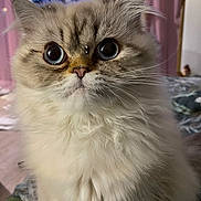 Sanji a rejoint le concours — aidez-le/la à gagner de superbes lots ! cat, fluffy, blue_eyes, close_up, indoor, pet, feline, soft_fur, cute, portrait, whiskers, domestic_cat, animal, looking, curious, household, mammal, long_hair, face, eyes