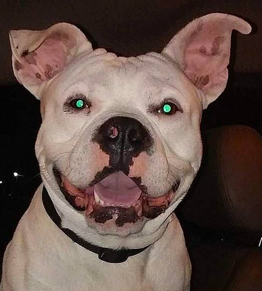 Sampson is registered to the contest to win money with this photo: bulldog, canidae, carnivore, collar, companion_dog, dog, dog_breed, dog_collar, ear, fang, fawn, jaw, molosser, snout, sporting_group, terrestrial_animal, toy_dog, whiskers, working_animal, wrinkle