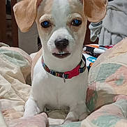 Baxter joined the competition — help win amazing prizes! dog, pet, collar, blanket, indoor, bed, cute, animal, fur, ears, face, nostrils, lying_down, looking_at_camera, small_dog, domestic_animal, whiskers, snout, paws, resting