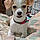 Baxter
