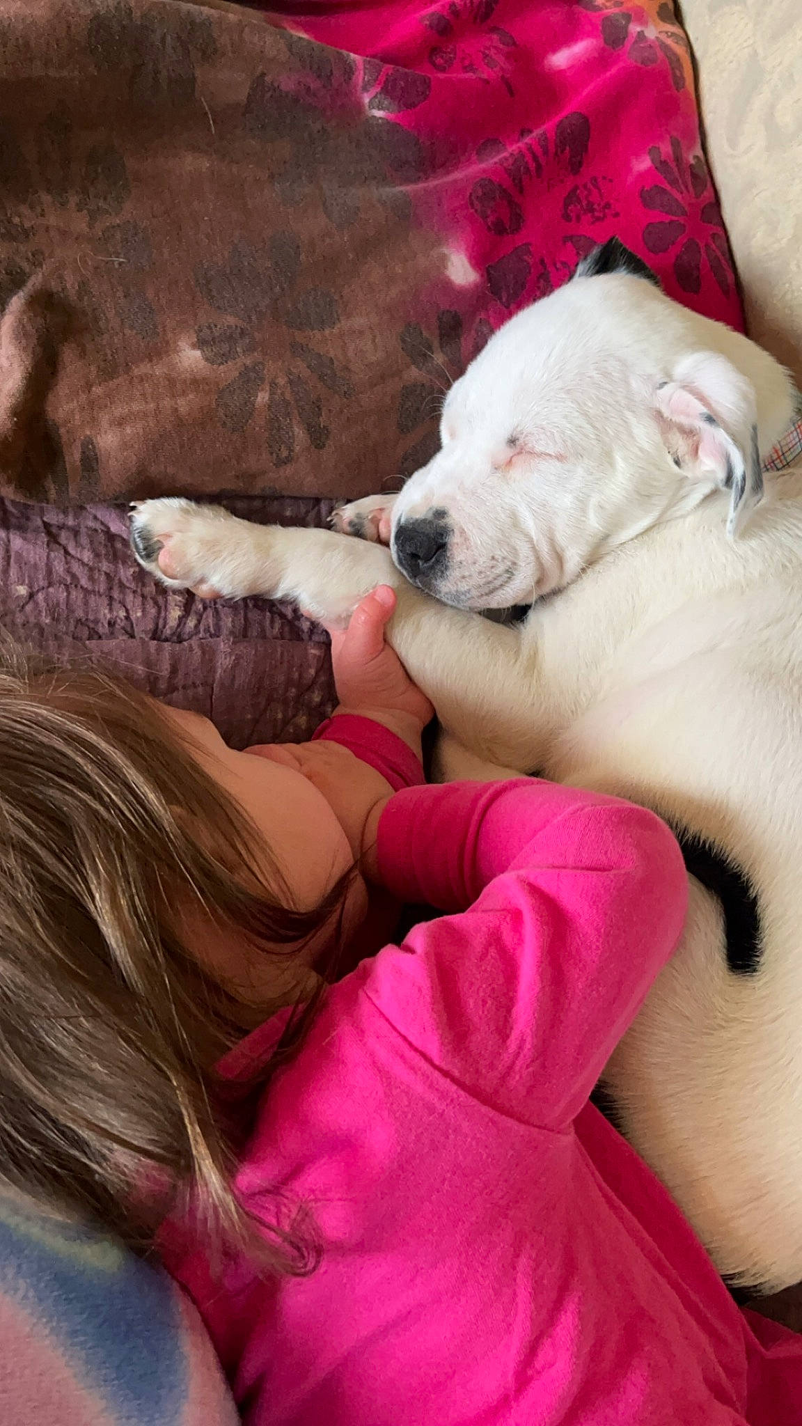 Aurora is registered to the contest to win money with this photo: carnivore, collar, comfort, companion_dog, dog, dog_breed, dogo_argentino, ear, fawn, flesh, fur, gesture, happy, love, magenta, mammal, person, pink, snout, toy_dog